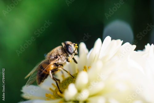 Bee rubbing its face