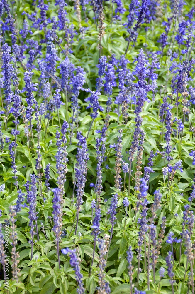 Naklejka premium blue salvia splendens flower in nature garden