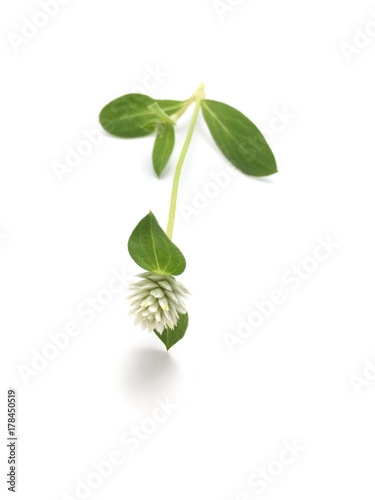 Gomphrena celosioides flower on white background