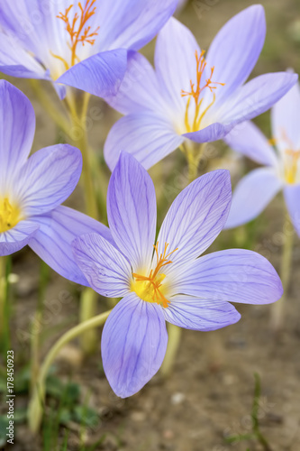 Crocus sativus   i  ek