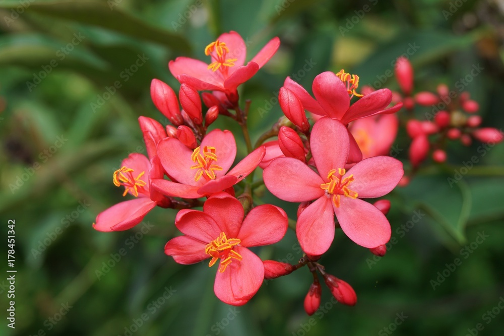 pink Jatropha integerrima flower in nature garden pink Jatropha integerrima flower in nature garden