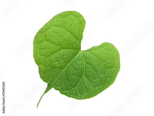 fresh green leaves on white background