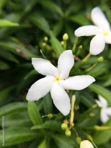 Gardenia jasminoides flower in nature garden © mansum008