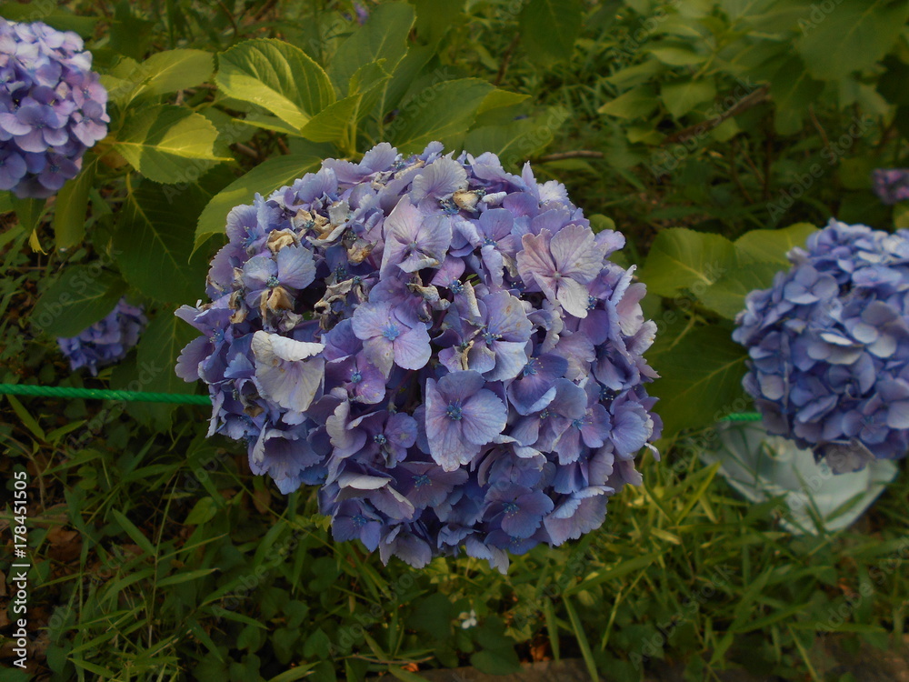 Obraz premium DSCN0508