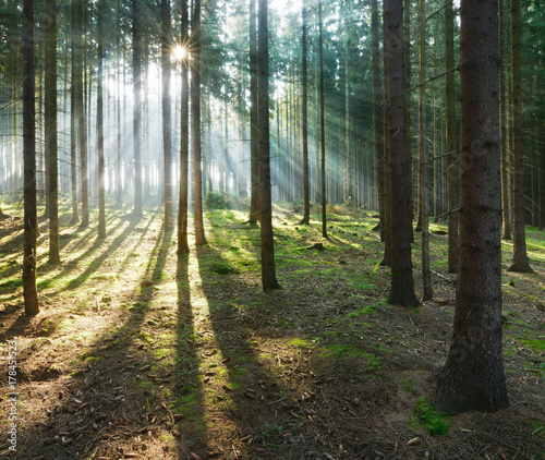 Fototapeta Naklejka Na Ścianę i Meble -  Spruce Tree Forest, Sunbeams through Fog