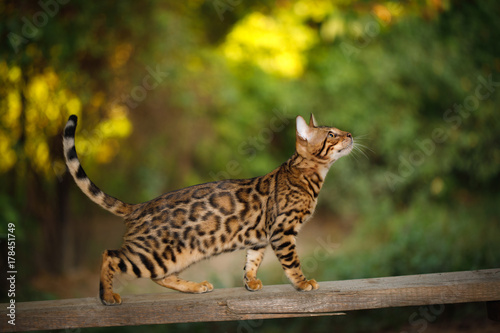 Fototapeta Naklejka Na Ścianę i Meble -  Bengal Cat Hunting outdoor, Walk on plank, nature green background