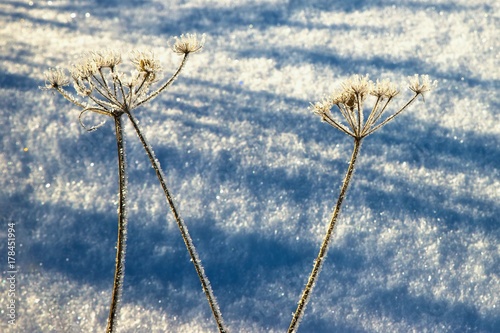 Dried frozen plant  wild meadow cumin  on snow.