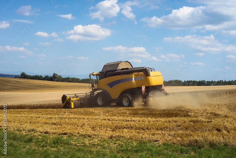 Fototapeta premium Combine harvester harvested cereal in filed.