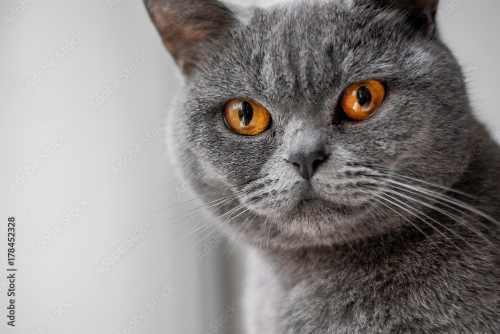 Portrait of a gray British cat, soft focus. Big eyes.