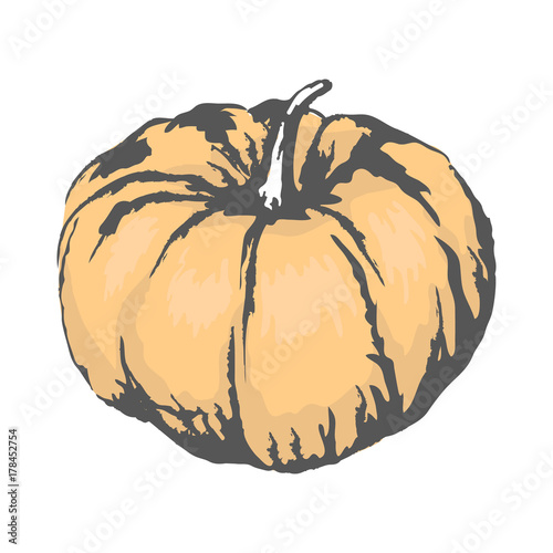 Sweet Ripe Pumpkin Isolated Sketch Illustration