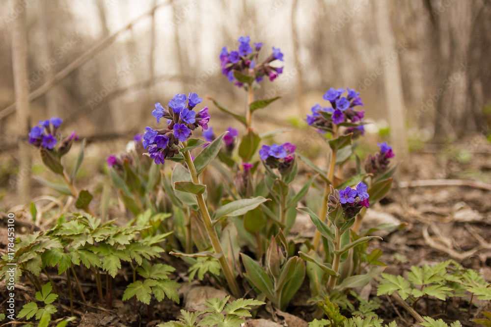 the first spring flowers field in a clearing the first spring flowers field in a clearing