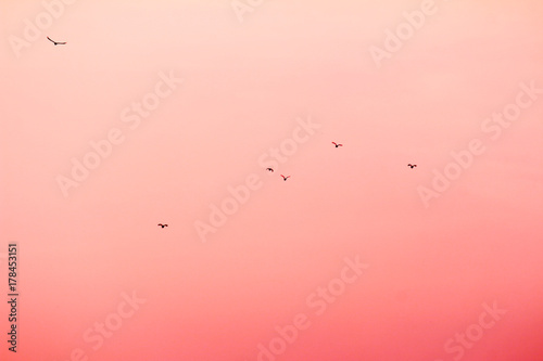  birds flying silhouette on red sunset