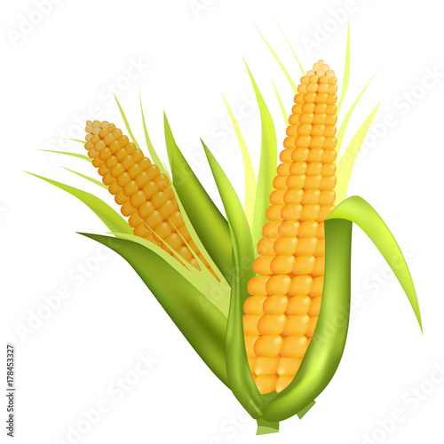 Two Fresh Corn Cobs with Green Leaves on White