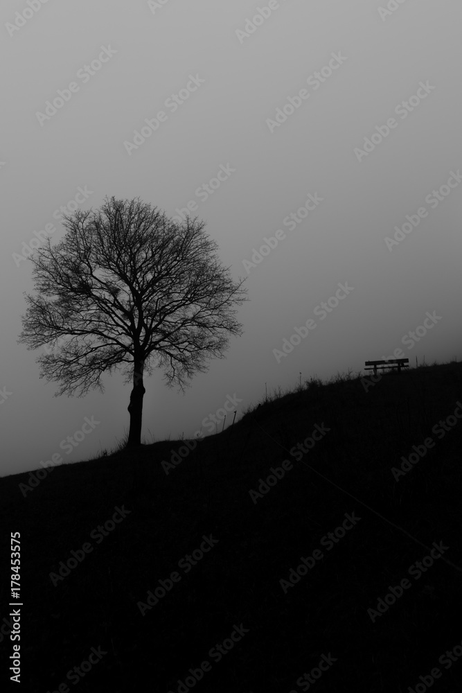 Naklejka premium tree, bench and fog