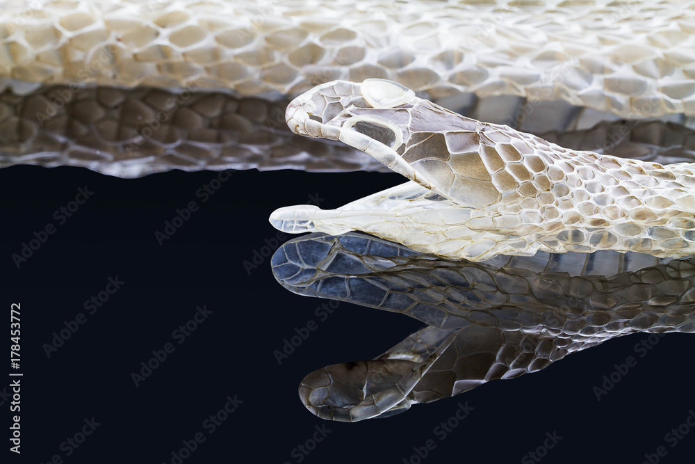 Fototapeta premium Shedding snake skin with reflection, head shot,isolated on black background