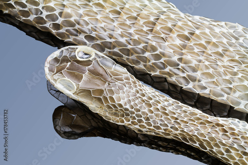 Shedding snake skin with reflection, head shot,isolated on gradient blue background
