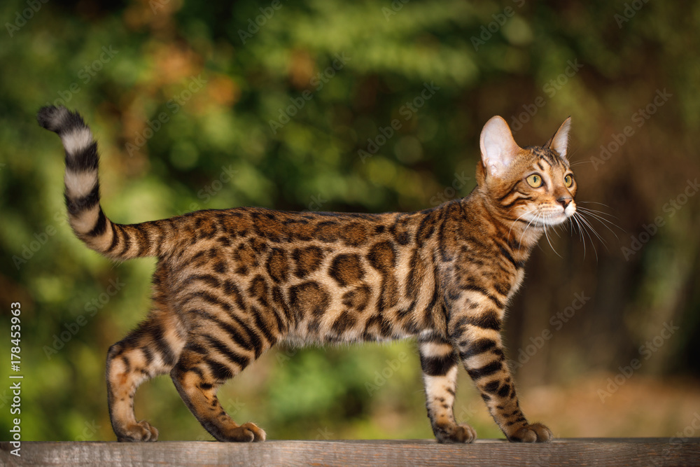 Obraz premium Kot bengalski polowanie na zewnątrz, spacer na desce, natura zielone tło