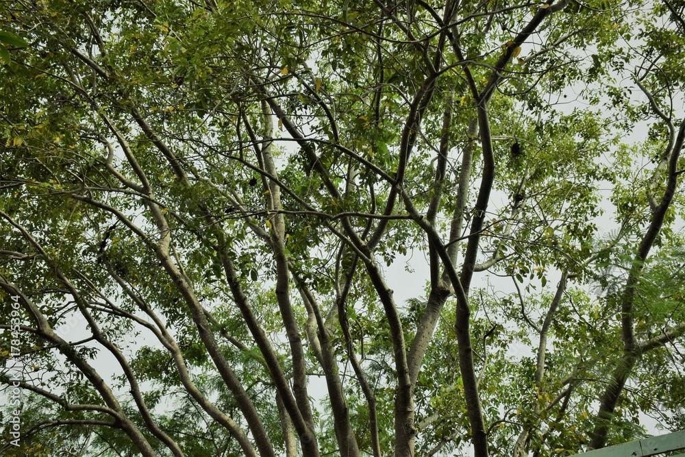 the tree with spread branch and green leaves
