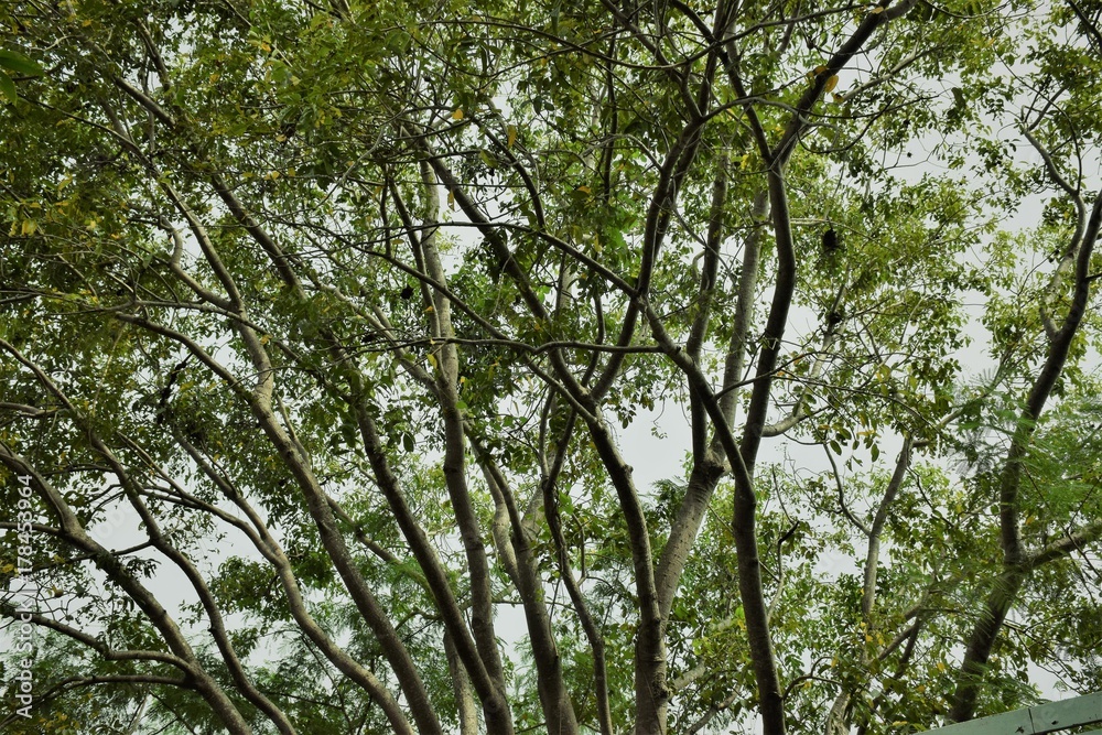 the tree with spread branch and green leaves the tree with spread branch and green leaves