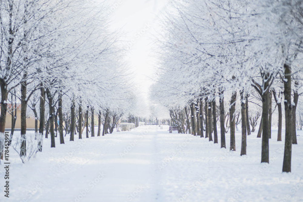 Fototapeta premium Winter landscape in the Park