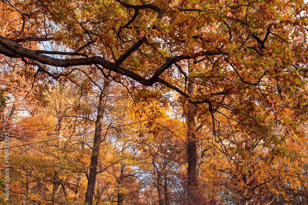 Autumn landscape of Russia