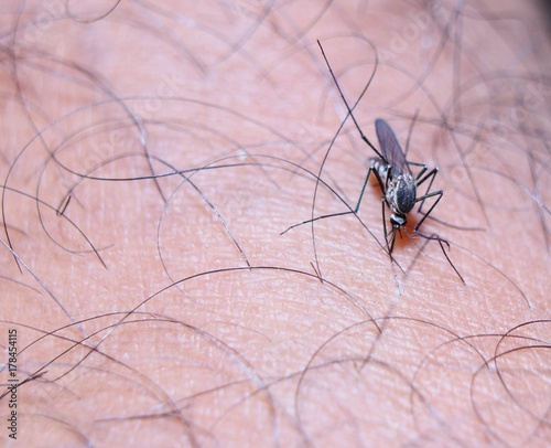 Mosquito bite to human skin