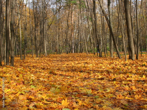 autumn in the Park