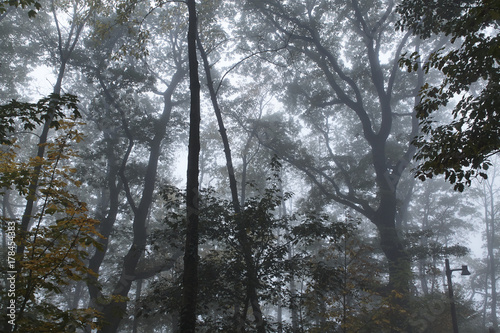 Bäume in dichtem Nebel