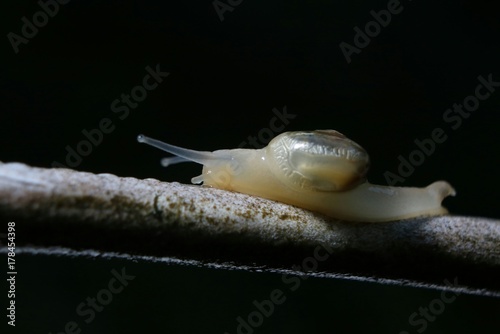 Macro photo of snail