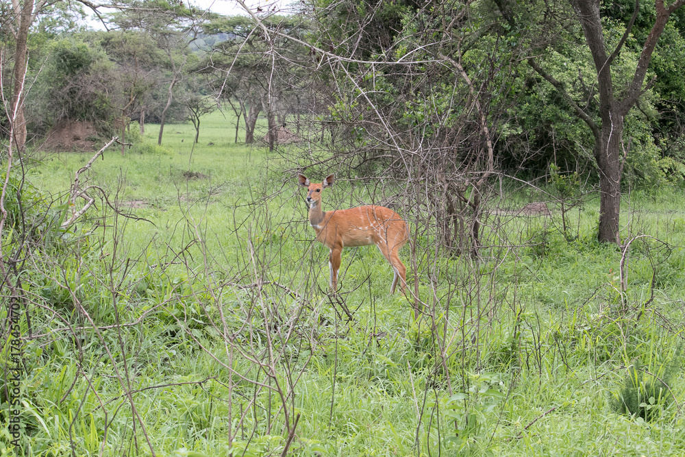 Deer in the wild Deer in the wild