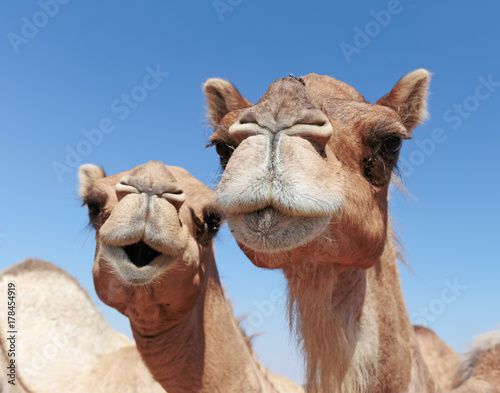 Photo camels in the desert