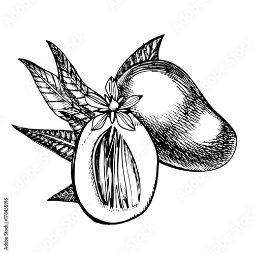 Hand drawn mango fruits set with leafs and mango slices and cubes. Sketch style vector fruit illustration isolated on white background. Organic food.