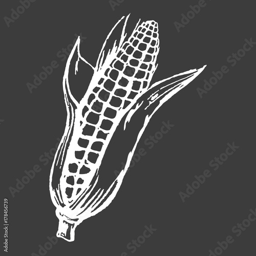 Tasty Ripe Corn Cob Isolated White Silhouette