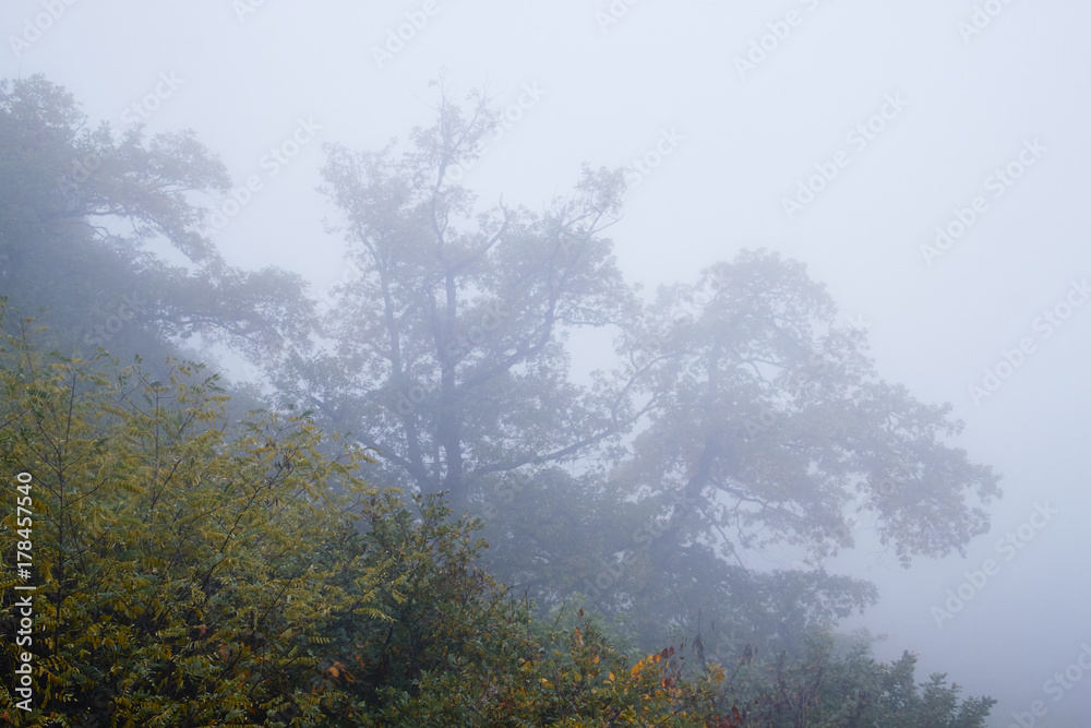Fototapeta Bäume in dichtem Nebel