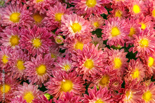 a huge number of red flowering chrysanthemums collected in one place  for congratulations and wishes