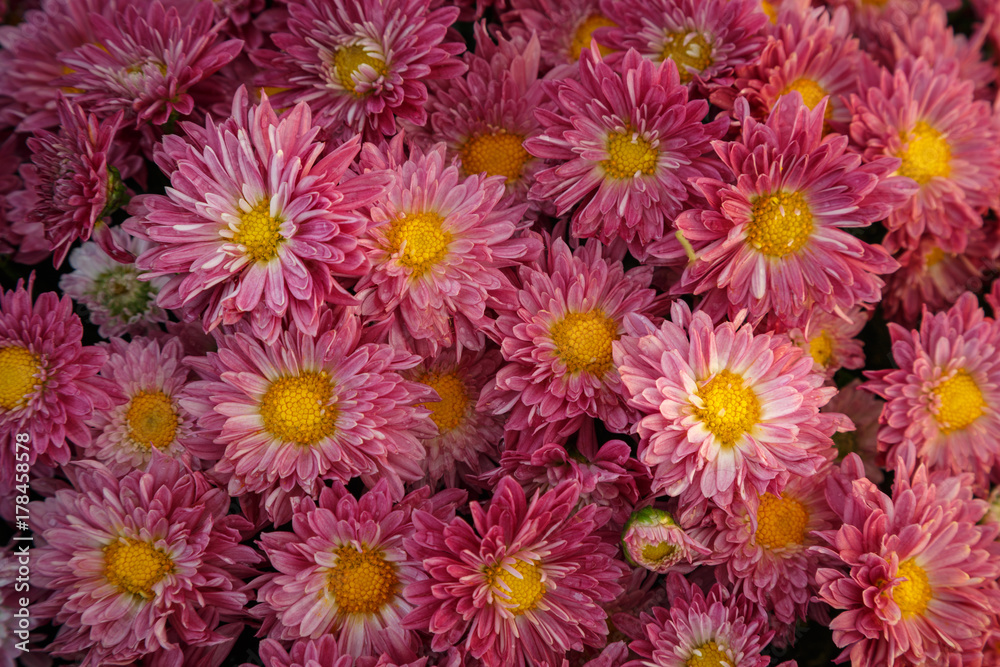 a huge number of red flowering chrysanthemums collected in one place, for congratulations and wishes a huge number of red flowering chrysanthemums collected in one place, for congratulations and wishes