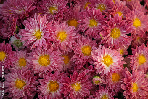 a huge number of red flowering chrysanthemums collected in one place, for congratulations and wishes
