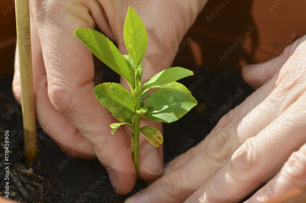 Close up of a pair of woman hands planting a baby lemon tree
