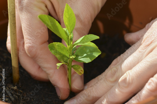 Obraz na płótnie Close up of a pair of woman hands planting a baby lemon tree w salonie