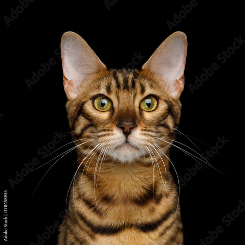 Fototapeta Naklejka Na Ścianę i Meble -  Portrait of Gold Bengal Cat isolated Black Background, front view