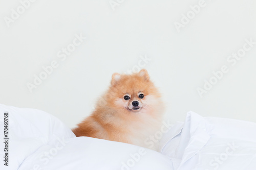 Cute pomeranian dog sit on human bed.