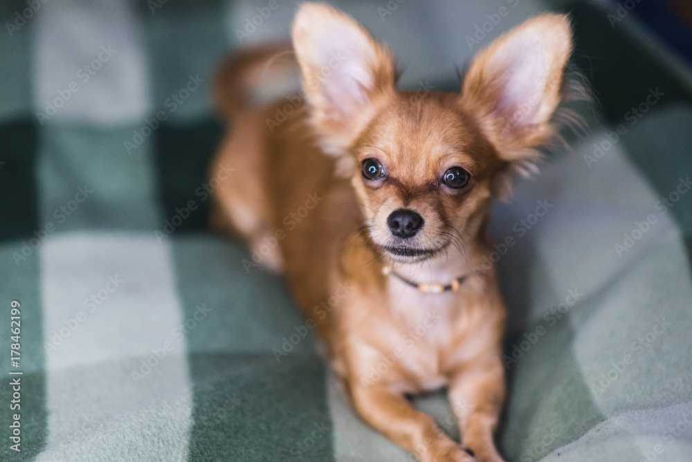 Beautiful close up portrait of an adorable chihuahua dog Beautiful close up portrait of an adorable chihuahua dog