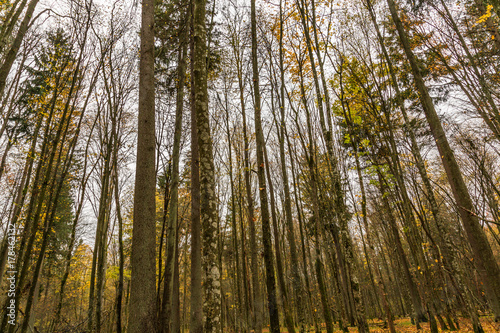 Fototapeta Naklejka Na Ścianę i Meble -  Białowieża-Urwald im Herbst
