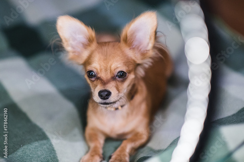 Beautiful close up portrait of an adorable chihuahua dog © tol_u4f