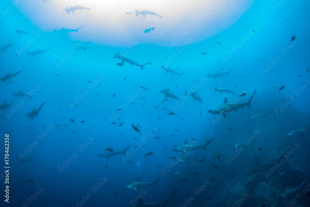 Hammerhead sharks - obrazy, fototapety, plakaty 