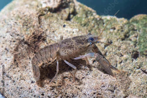 Broad fingered crayfish, astacus astacus in the pond