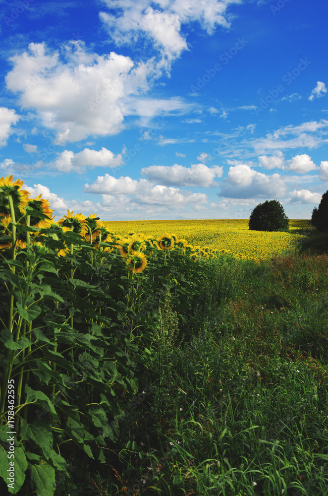 Field of blooming sunflowers on a background of cloudy blue sky 