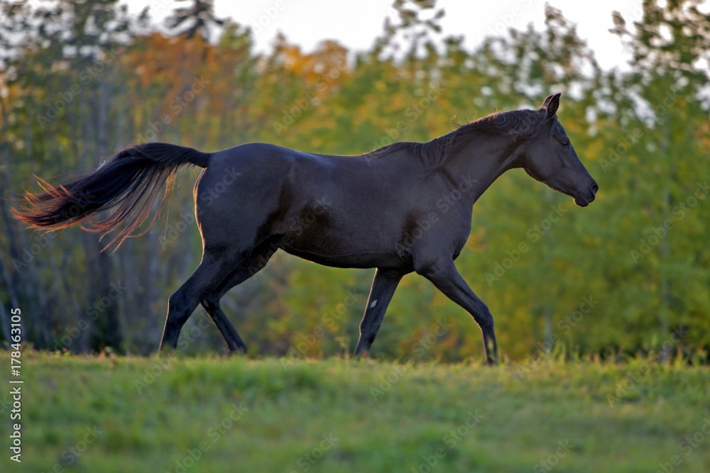 Naklejka premium Black Horse Mare trotting in meadow, profile, late afternoon sunlight.