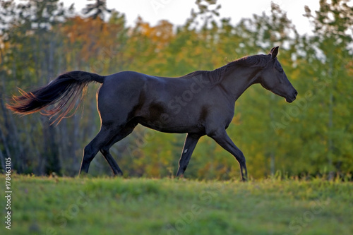 Black Horse Mare trotting in meadow  profile  late afternoon sunlight.