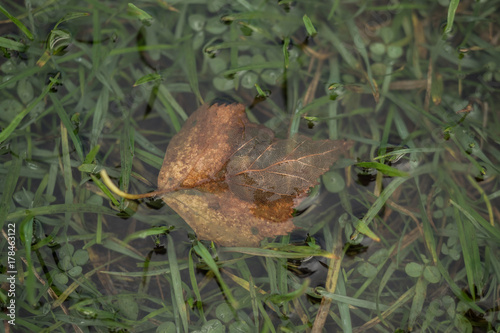 Leaf in a water puddle on a green meadow